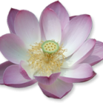 flower flower